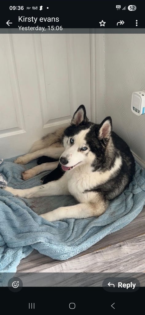 image for Husky pups