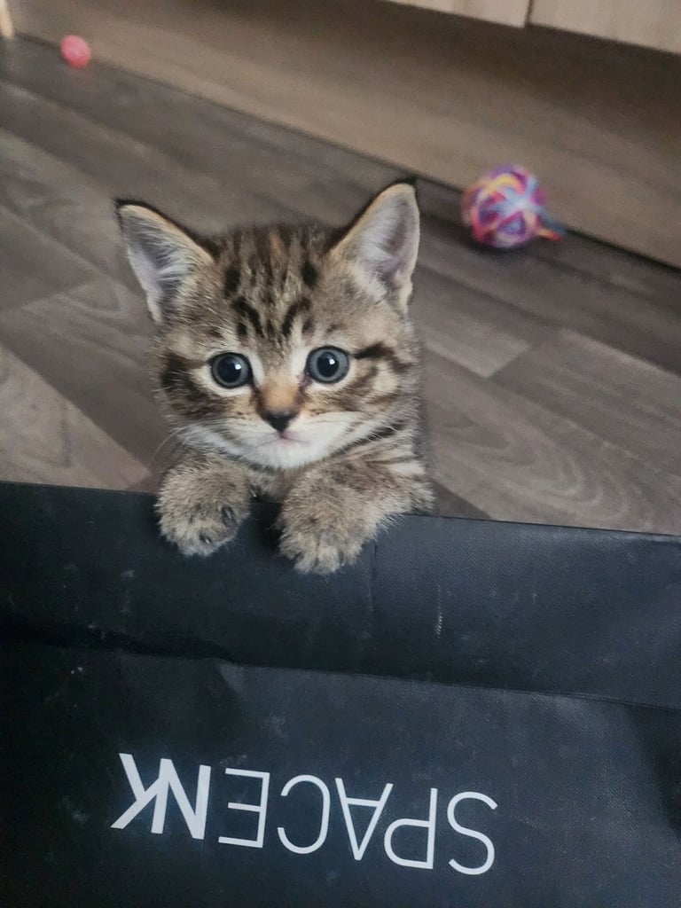 Cute chubby British shorthair kittens