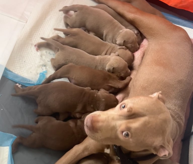 Medium American bully -XL are banned, these are NOT!