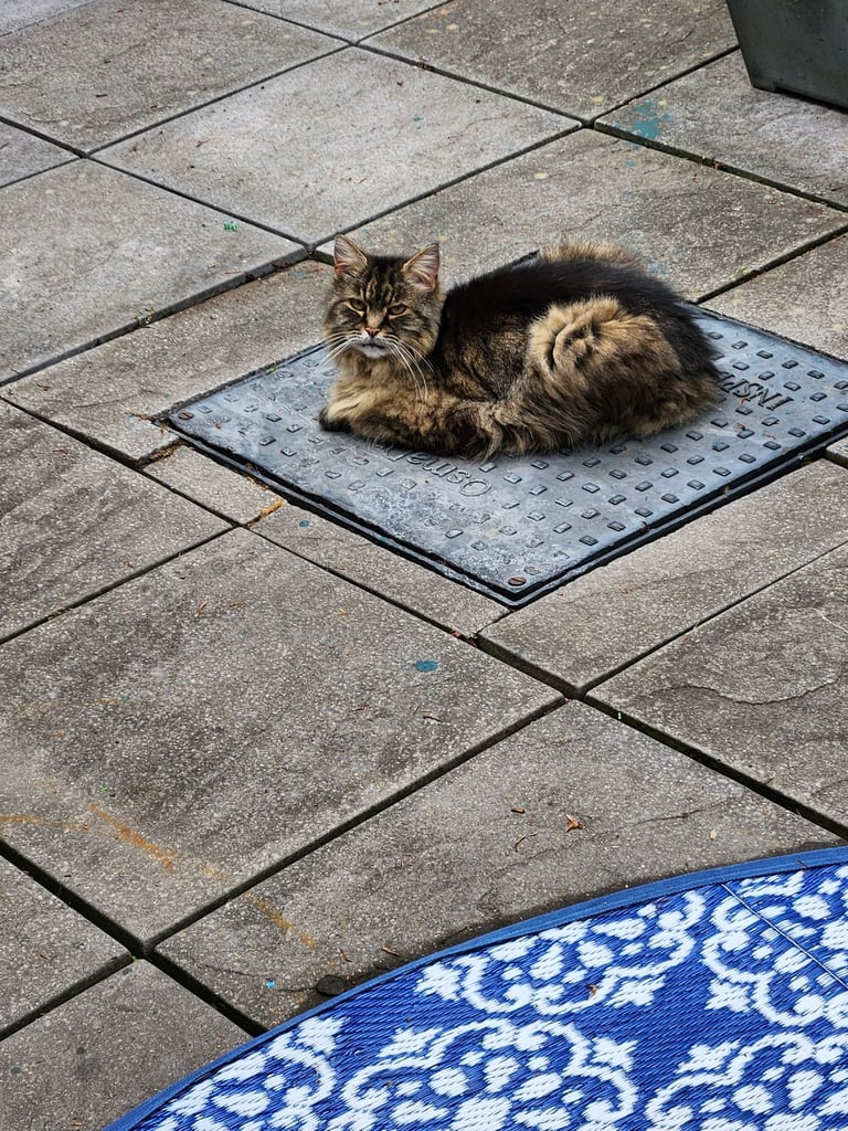 Adult long hair female cat