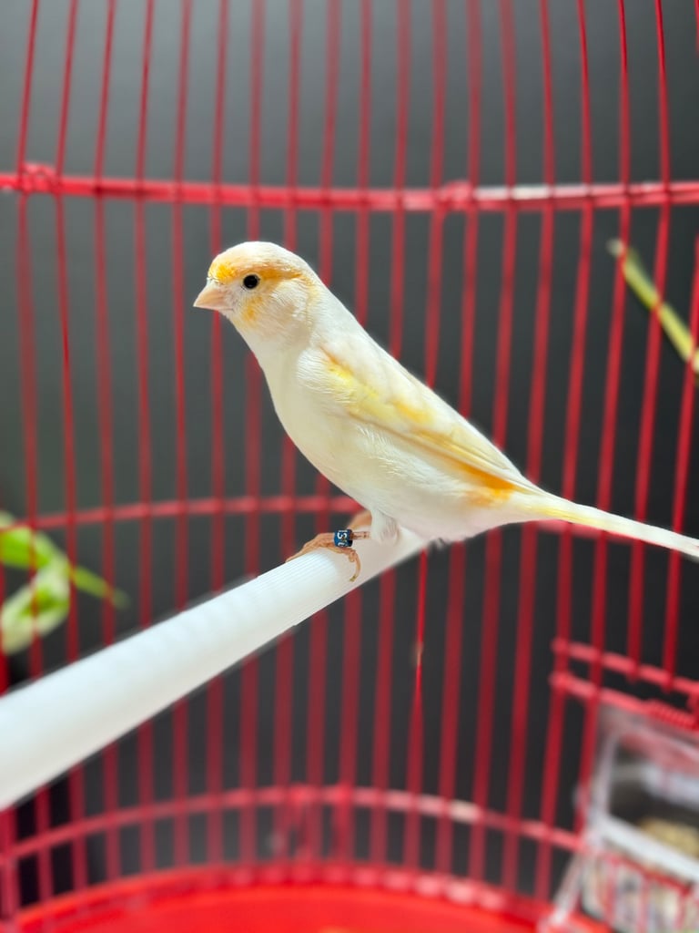 Male dimorphic canary with cage 
