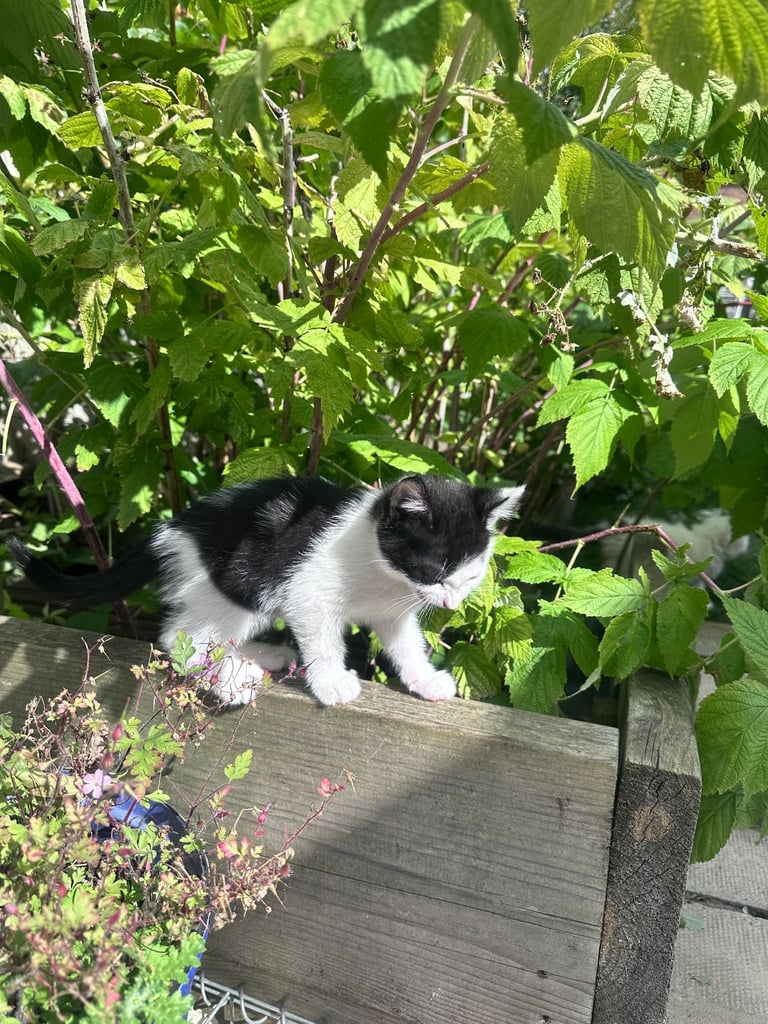 🐾 Adorable 3 male Kittens Ready for Their Forever Homes! 🐾