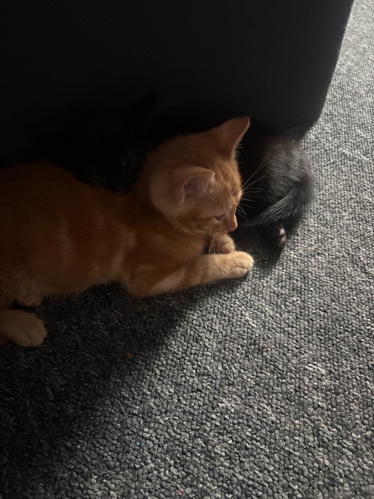 Kittens for sale 