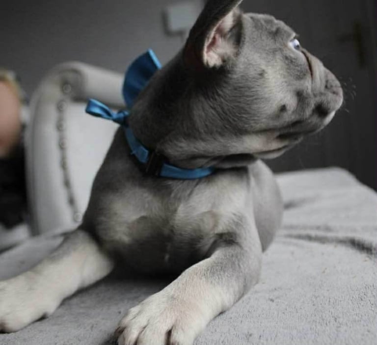 French Bulldog Puppies 