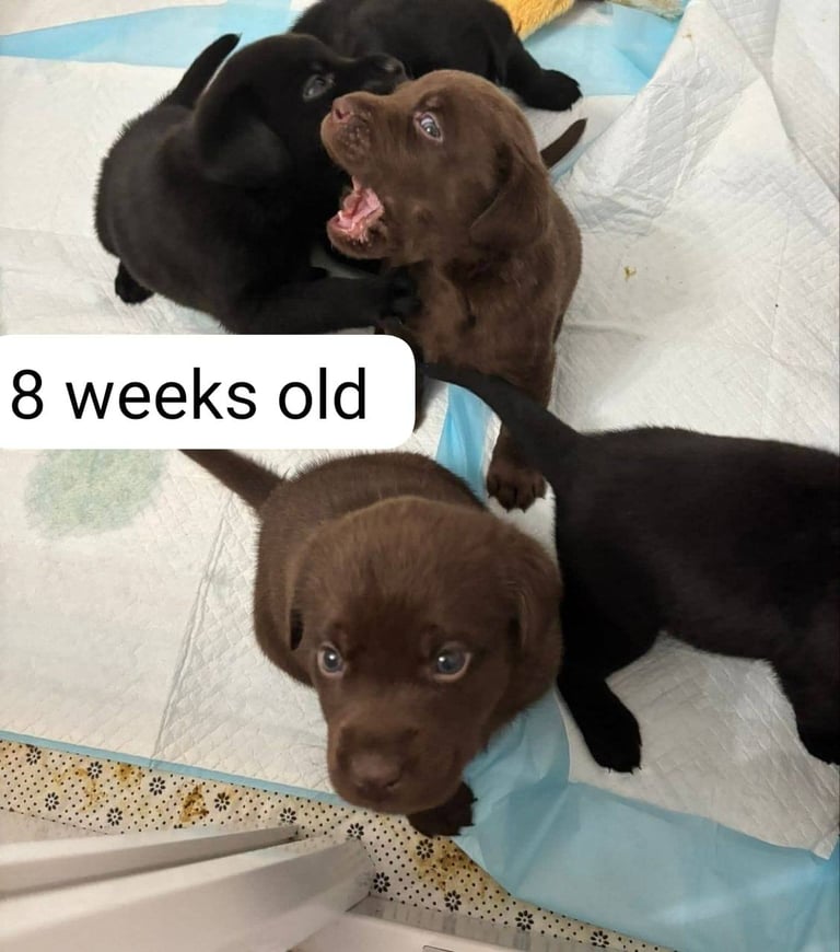 Labrador retriever puppies. 