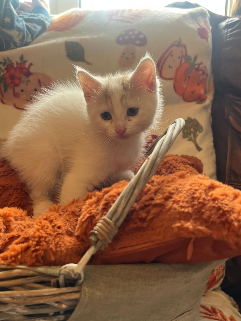 Kittens