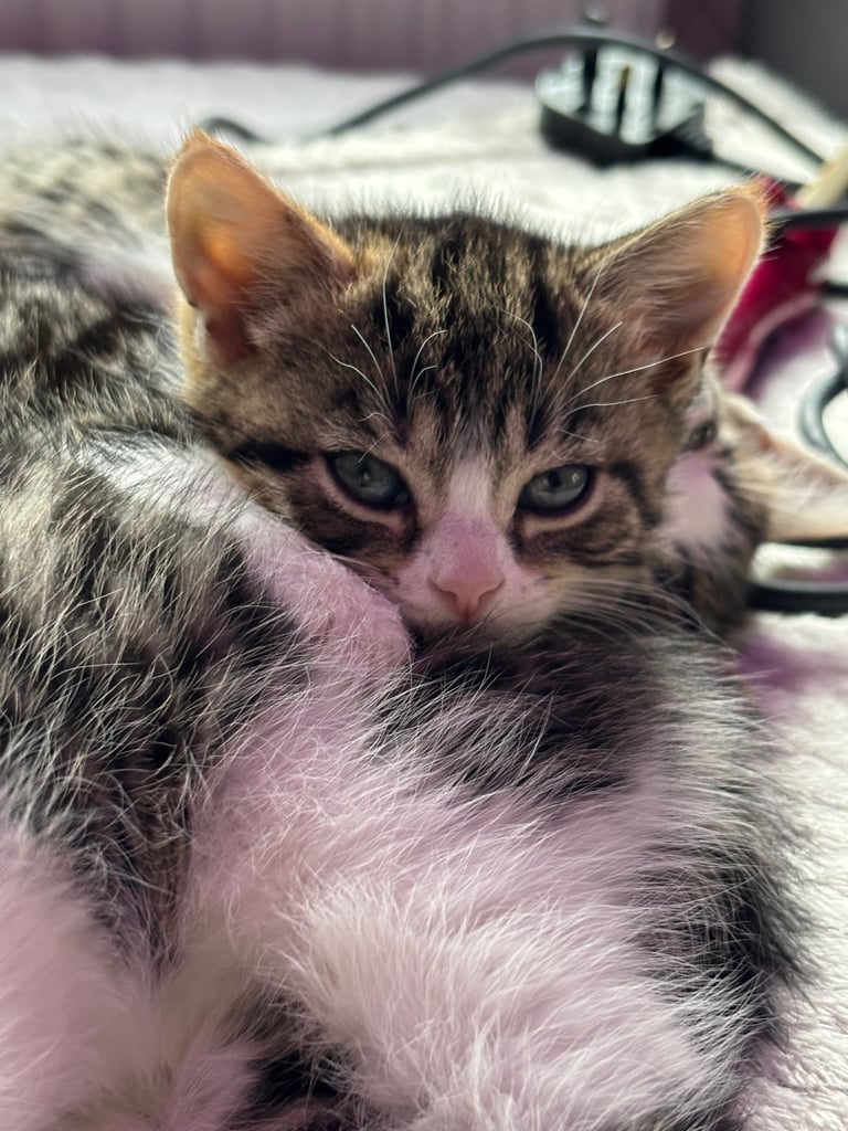 Kitten’s for sale 3 available 30 pound each need to go asap 