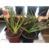 Aloe Vera plants 