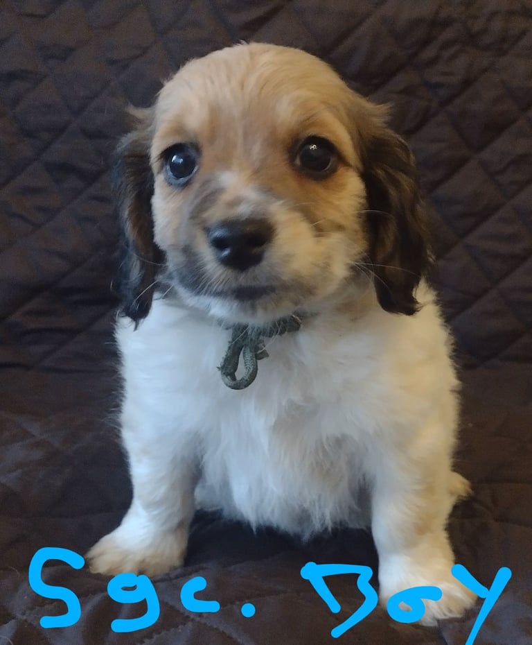 Beautiful jack Russell puppies 