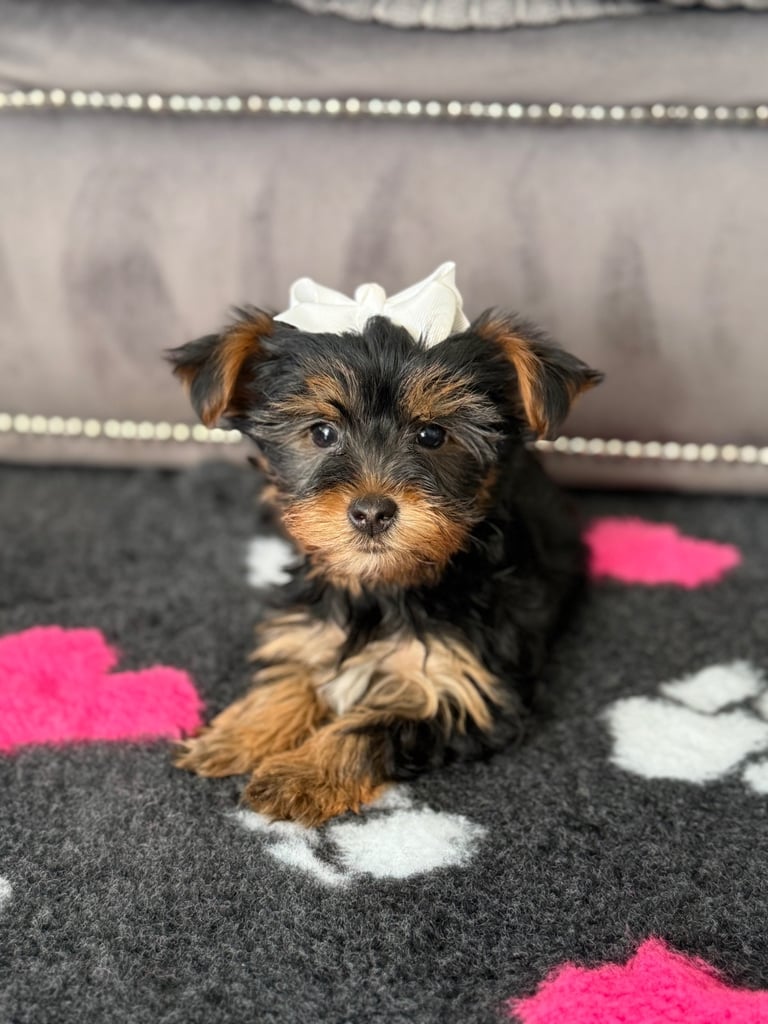 Yorkshire Terrier Yorkie Poo Dogs For Sale Near Me Yorkiepoo