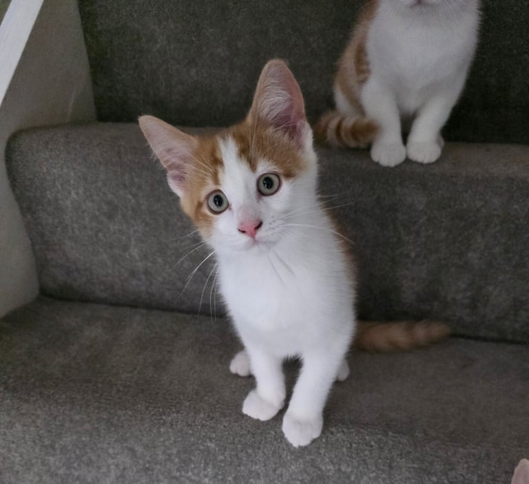 Mainecoon Cross Kittens (READY TO GO)