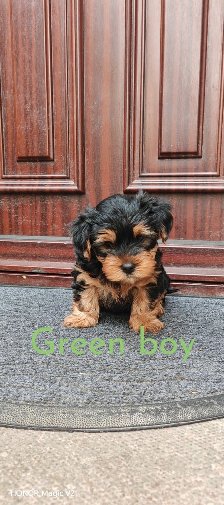 Teacup Yorkie Gumtree Yorkie Puppies TINY YORKSHIRE TERRIER PUPPYS - Main Image