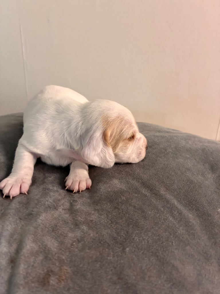 🐶 Gorgeous Dachshund Pups Looking for Homes – 25th Oct ✨