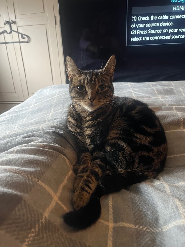 Female 16 month old cat