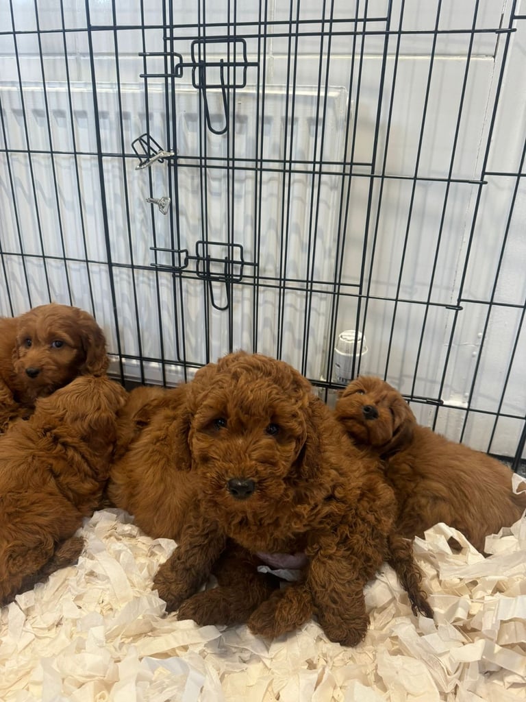 Cavapoo puppys