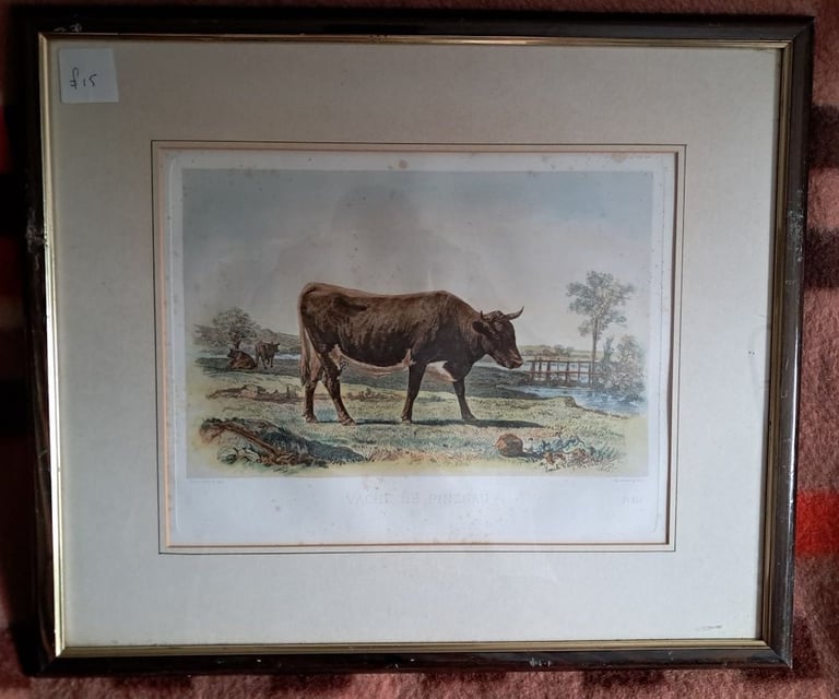 6 x European Cattle Breeds-original f&g coloured antique prints-1856 Paris  Show-£7 each