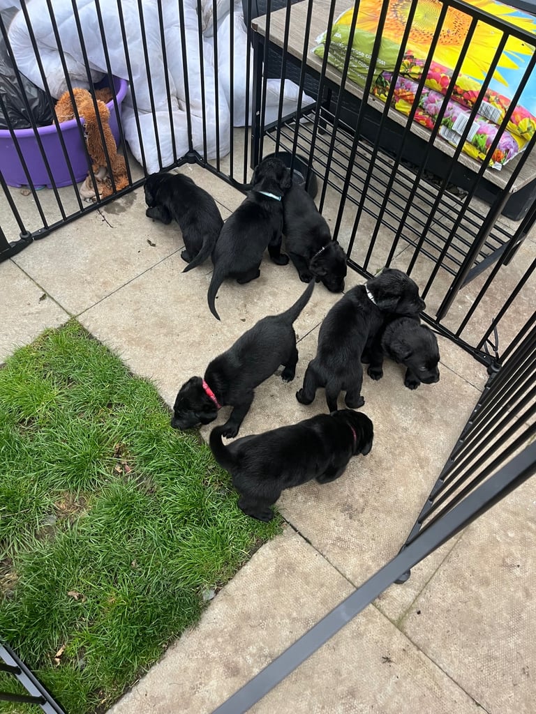 Lab cross dobe puppies