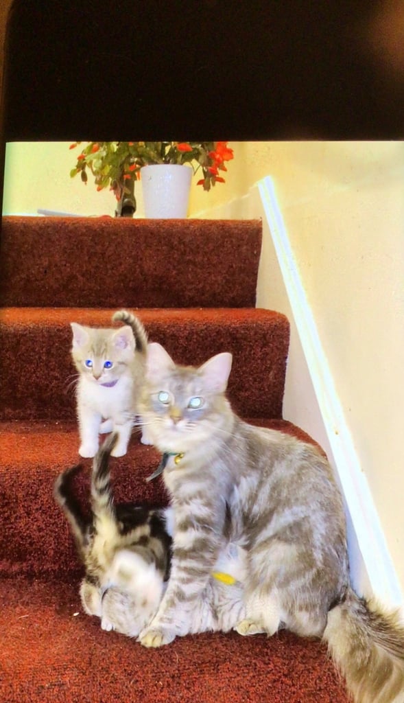 Exquisite Part Ragdoll Silver Tabby and Tabby & White Kittens