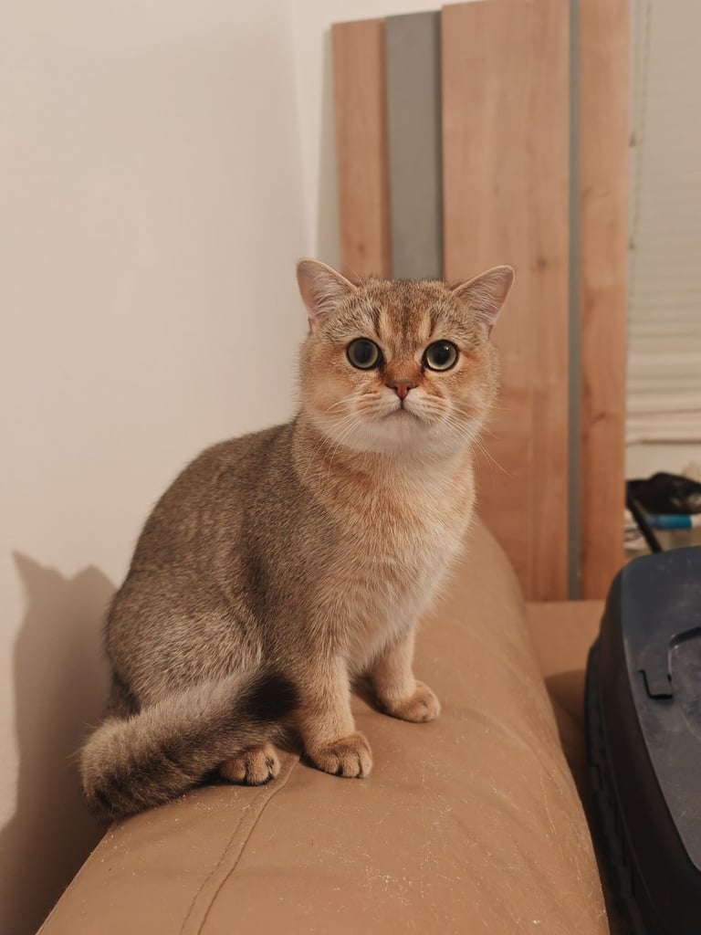 Loving Pure BSH Golden Boy Available 