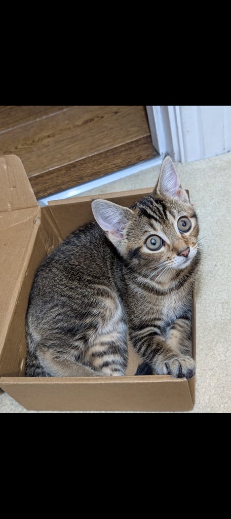 Adorable 5 months old female kitten. Fully toilet trained, playful, great with kids.