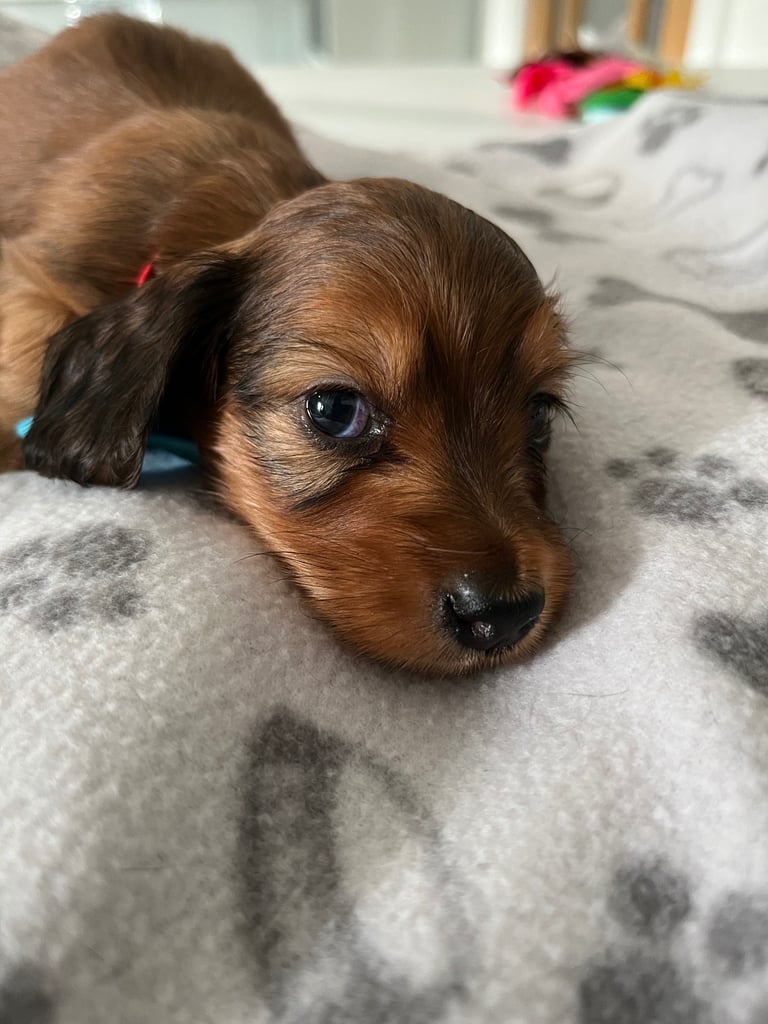 Pedigree family owned miniature longhaired dachshund puppy's in Southampton