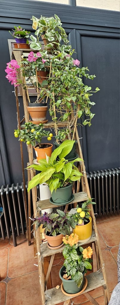 Antique Hatherley Step Ladder