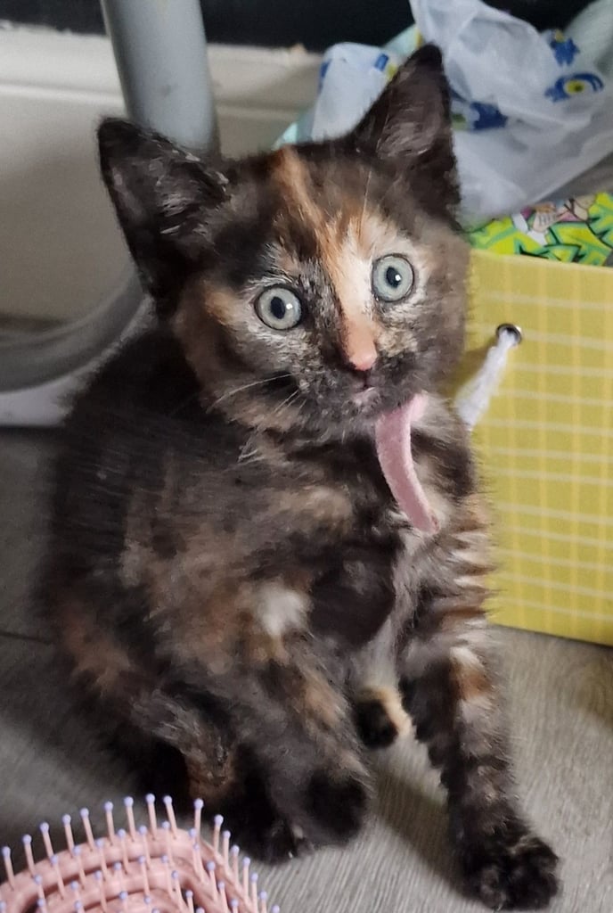 7  beautiful female kittens ready for forever home now 