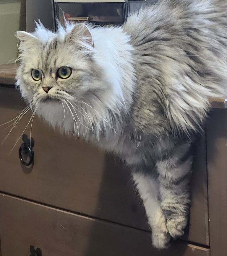 Persian (chinchilla)