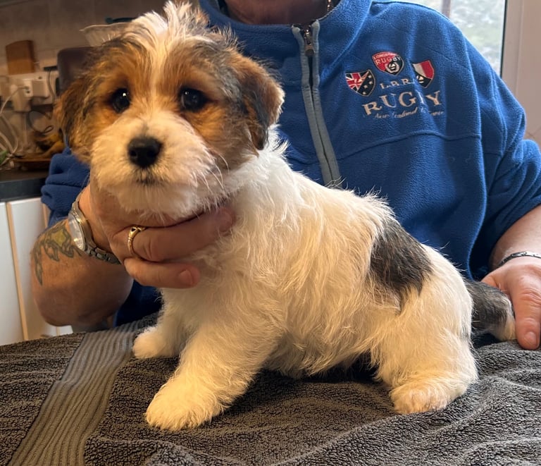 Outstanding Pedigree Jack Russell Puppies