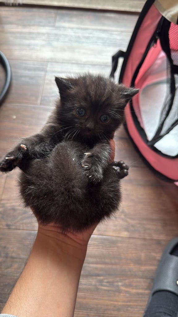 Half British short hair Kittens 
