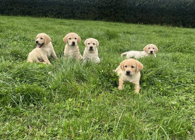 Health tested labrador puppies