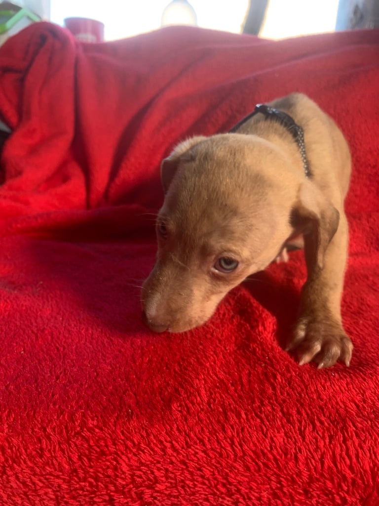 Lurcher pups