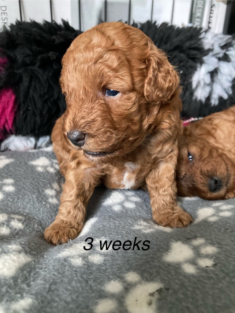 F1B COCKAPOO PUPPY