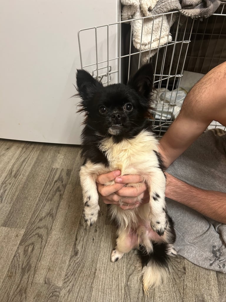 Chihuahua x shitzu no offers
