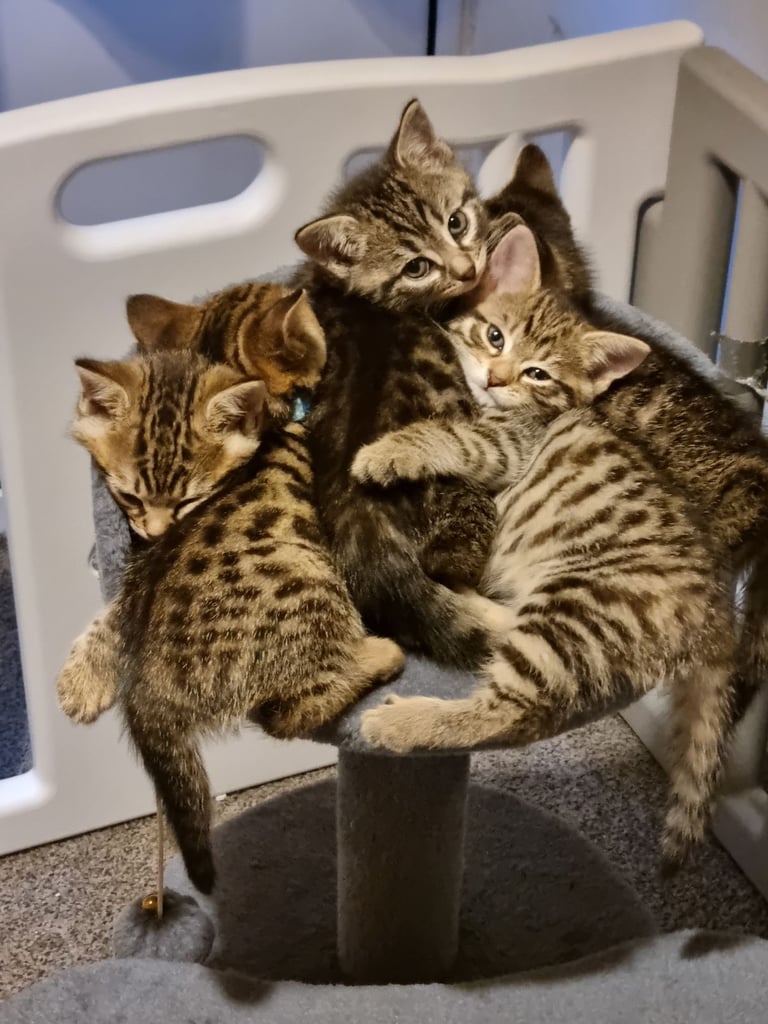 image for Bengal cross kittens ready to go 