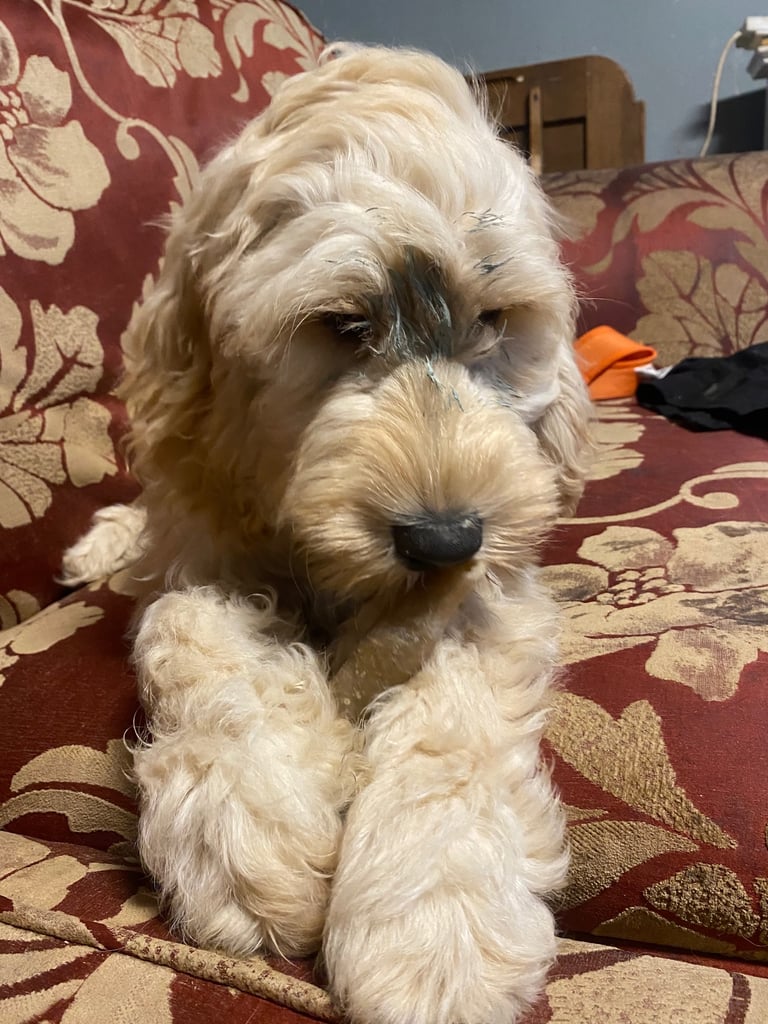  Beautiful Cocker doodle female puppy