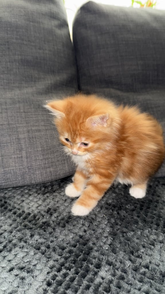 2kittens 1 boy fluffy one and a girl