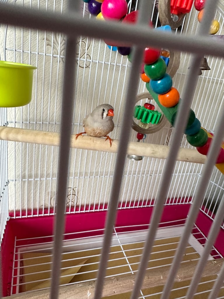 Female zebra finch 