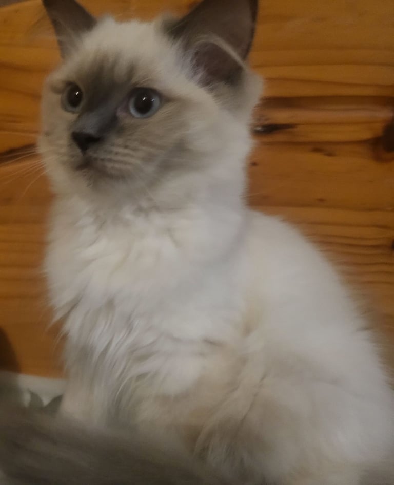 Sweetheart kitten 🐈