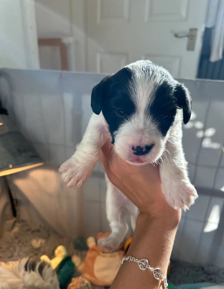 2 BOYS 1 GIRL LEFT - Sealyham Terrier cross puppies 