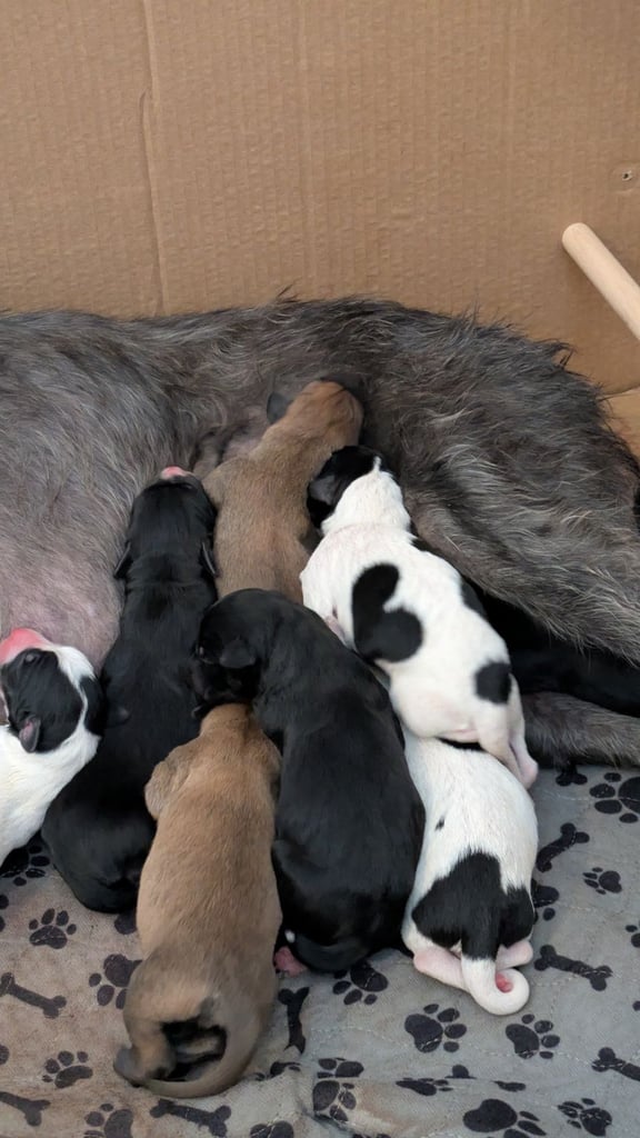 Pups for sale 