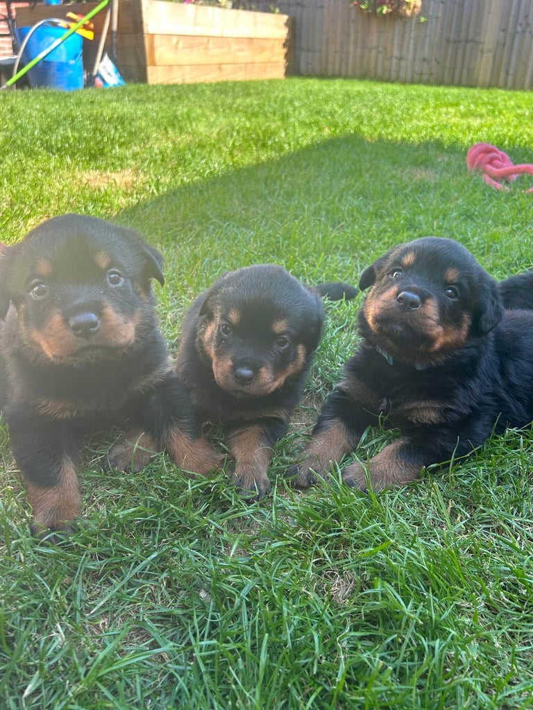 Kc Registered Rottweiler Puppies 