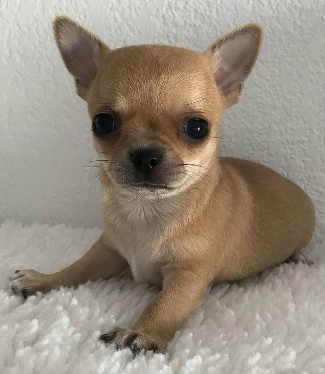 Chihuahua puppies 