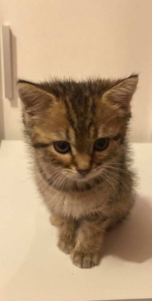 Beautiful kitten for sale 