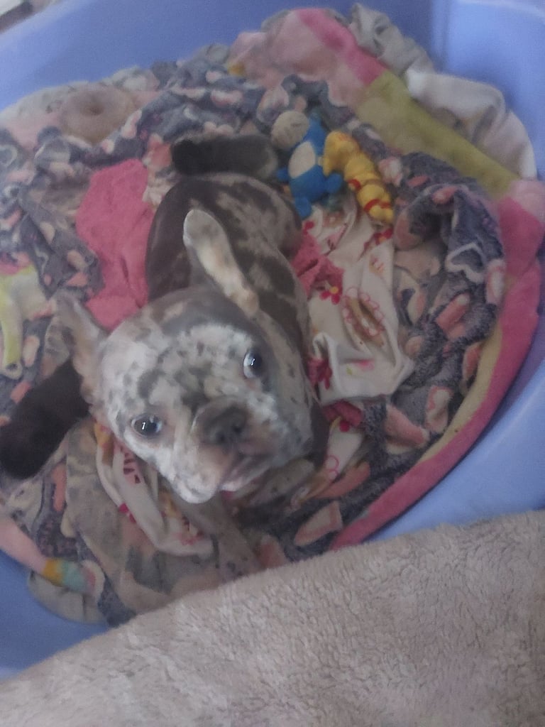 2 female french bulldog puppies merle 
