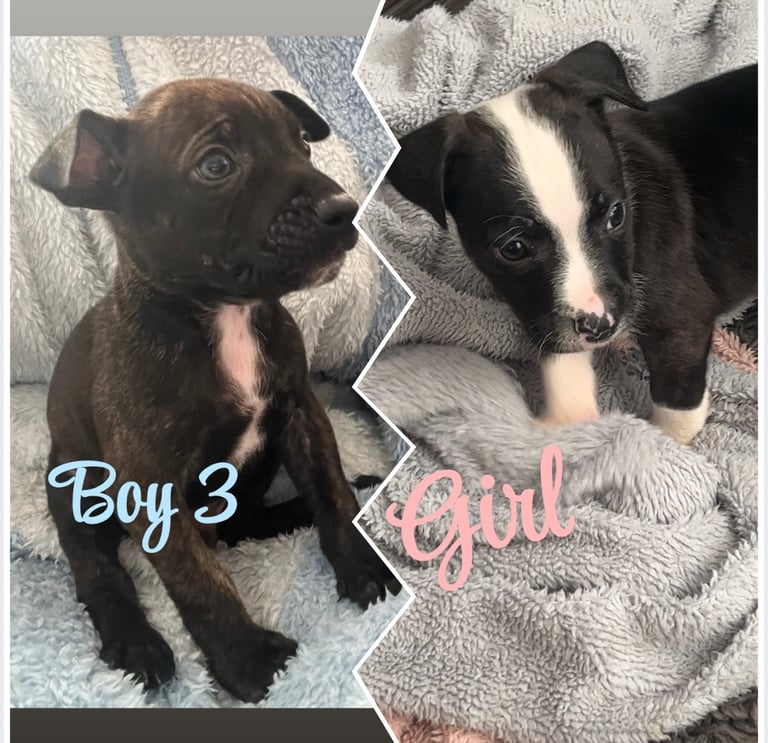Stafford’s crossed breed 
