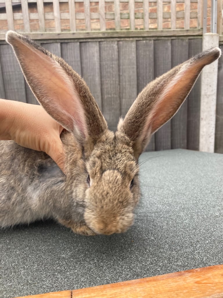image for Continental Giant Rabbit