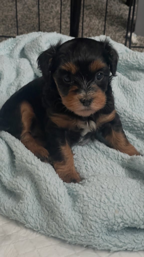 2 cute cockapoo x Maltese pups RESERVED 