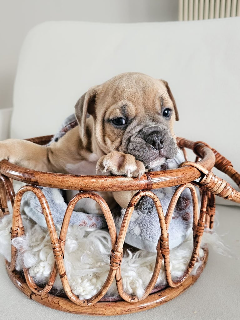 Last available boy Olde english bulldog for sale