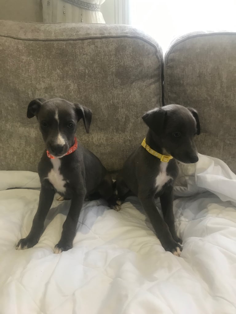 Whippet puppies 
